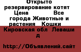 Открыто резервирование котят › Цена ­ 15 000 - Все города Животные и растения » Кошки   . Кировская обл.,Леваши д.